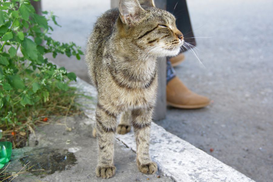 Кошки Фото Владельцев