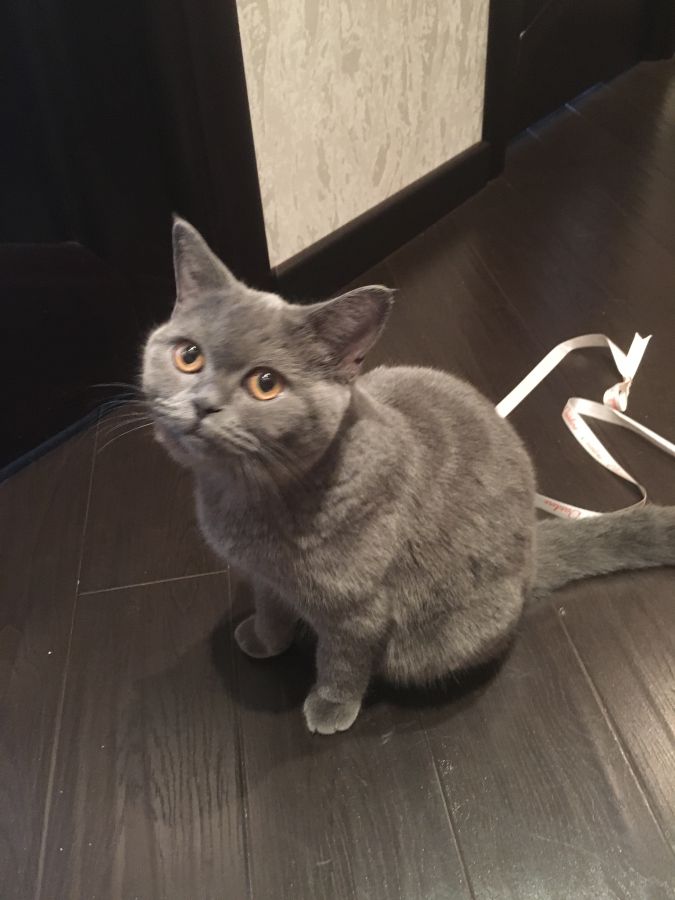 найден британский кот. найден британский кот. вопрос британца в 2005 году показал. британец серый 9кг. год кошки.