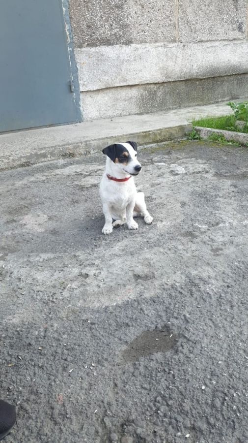 Собаки которые потерялись. Потерялся метис Джек Рассела. Потерялся смесь Джек Рассела. Джек-Рассел-терьер рвота белой пеной