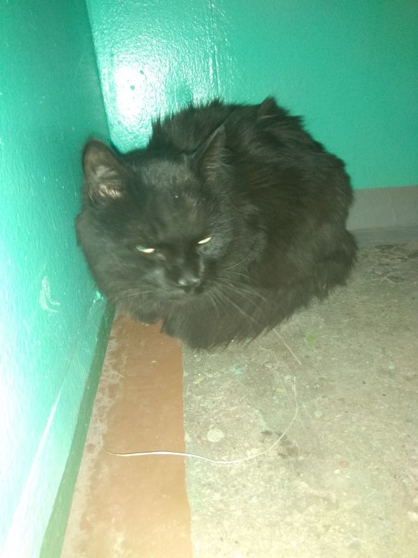 черный кот кетово найден. найден кот черный пушистый пенза. найден черный кот новосумино. электросталь черный кот найден. найдена черная кошка.