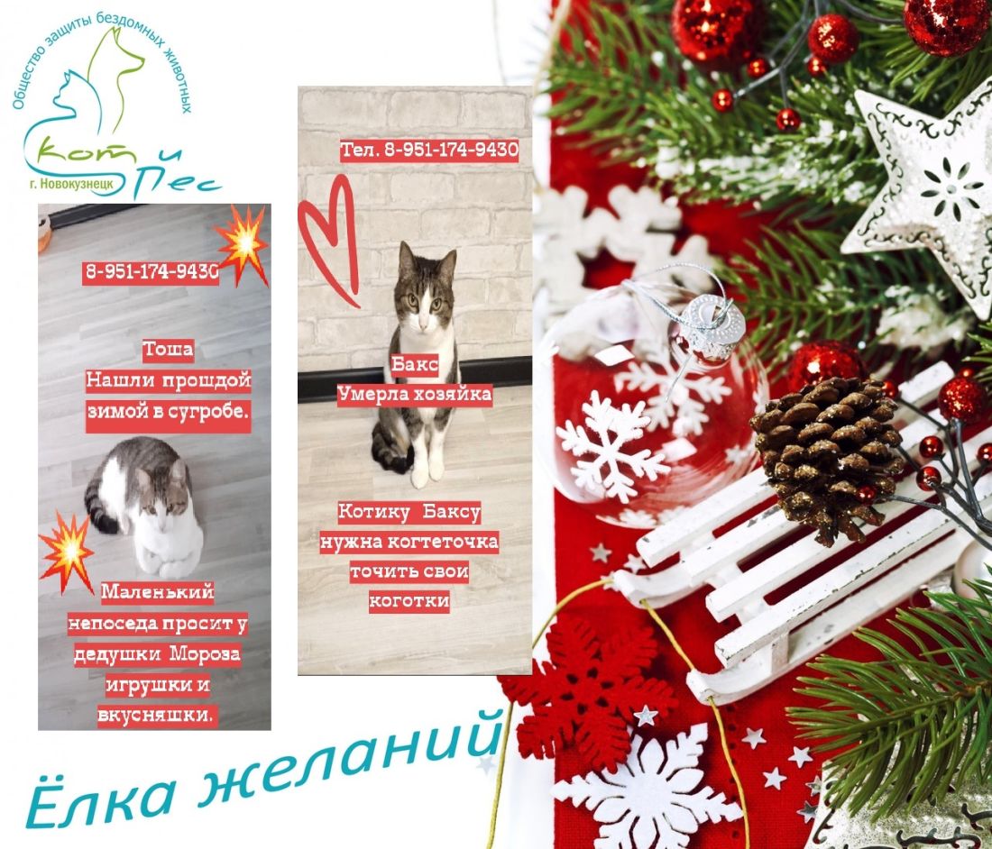 Кот и пес новокузнецк