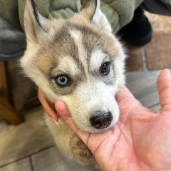 В Новокузнецке щенок хаски с пересадками доехал до цирка и ждёт хозяина в овощном киоске (ФОТО) В Новокузнецке щенок хаски с пересадками доехал до цирка и ждёт хозяина в овощном киоске (ФОТО)