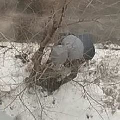 В Новокузнецке искатели закладок роют землю напротив участкового пункта полиции (ФОТО, ВИДЕО) В Новокузнецке искатели закладок роют землю напротив участкового пункта полиции (ФОТО, ВИДЕО)