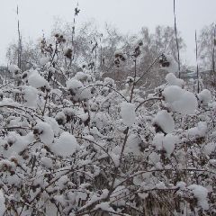 В Кузбассе ожидаются снегопады и небольшое похолодание к концу недели В Кузбассе ожидаются снегопады и небольшое похолодание к концу недели