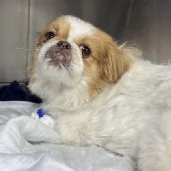 � ������ �������� ������ ������� (����)