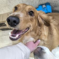 �� ������� ������� ������ (����)