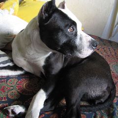 Почему риск потерять собаку резко возрастает в новогодние праздники, и как этого избежать Почему риск потерять собаку резко возрастает в новогодние праздники, и как этого избежать