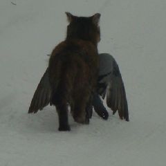 1 января днём в Кузбассе ожидаются близкие к нулю температуры 1 января днём в Кузбассе ожидаются близкие к нулю температуры