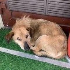 �� �������� ������� ������ (����)