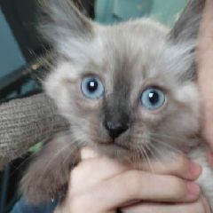 ������-��������� ����� ����� ������! (����)