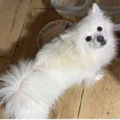 � ������������ ��������� ����� ���� (����)