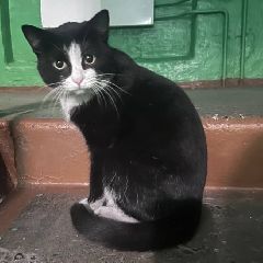 ׸���-����� ����� ���������� � ��������� ���������� �� ������������ (����)