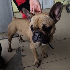 �� ���������� ������ ����������� ������� (����)