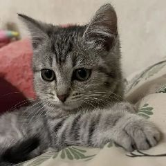 ��������� ����� �������, �������� � �����, ����� ������ (����)