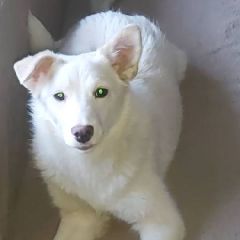 � �������� ���������� ����� ������ (����)