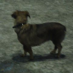 �������-��������� ��������� �� ���������� ������������, ������������� � �������� �� ������� (����)