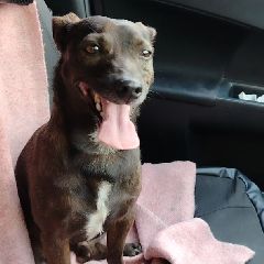 � ������������ ��������� ���� (����)