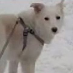 � �������� ���������� ����� ������� ������ (����)