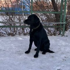 � ������������ � ������ ������� ��������� ������ ������ �������� (����)