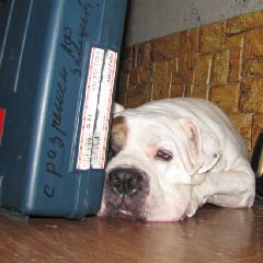 Молодой новокузнечанин во время прощальной вечеринки со своей бывшей хотел забрать собаку, в связи с чем пришлось вызывать росгвардейцев Молодой новокузнечанин во время прощальной вечеринки со своей бывшей хотел забрать собаку, в связи с чем пришлось вызывать росгвардейцев