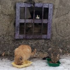 ������� ��������� ��������� ������� �� ������ ������� ����������� ��� ������������ �������������, �������� � ������� � ���� (����, �����)