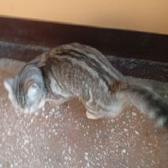 ������-��������� � ������� ��� � ��������� �������� ���� ���� � �������� (����)