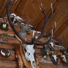 ����������� ��������� ������� �� �������� ����, ������ � �������