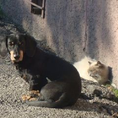 � �������� � ����������� ��������� ����� � ���������� �� +10��