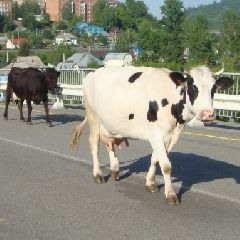 В Кузбассе внесли изменения в документ, регламентирующий получение компенсации за утилизированных животных В Кузбассе внесли изменения в документ, регламентирующий получение компенсации за утилизированных животных