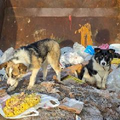 � ������������ ���-�� ������� ���� ��������� ������ � �������� ��� � ��������� ����� (����)