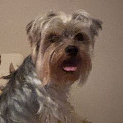 ������ ����������� ������ (����)