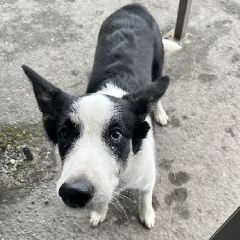 ����� ��������� ������ �����-����� ��-��������� � ������� ������� ����� (����)