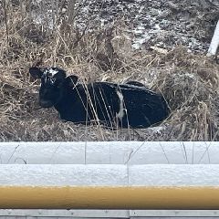 � ������������ ������-��������� ���������� � ��������� �������� (����)