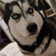 � ��������� ������ ���������� ����� (����)