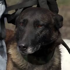 ������������� ������������ ��������� ��������� ������ ������ �� ������ (����)