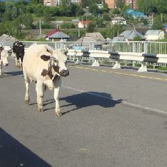 ����������� ������� �������� �� ����� ������, �������� � ���, �� ������������ ���������� ����, � ���� ���� ���������� �����