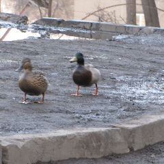 � ������ ��������� ������ � ������� �������� �����