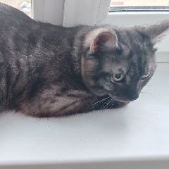 � ������ �������������� ������ ��� (����)