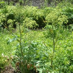 ��������� �������� �������� ��������� ��������,���-�� ������� ����� ������ ��������� �������