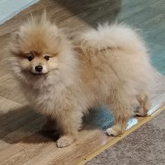 � �������� ��������� ���� (����)