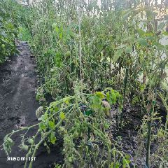�� ����������� �������� � ����������������� ������ ������������ �������� ������ (����, �����)
