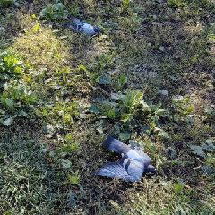 �� ���������� ��� � ������������ ��������� �������� ������ ������� (����)