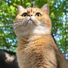 � �������� ��������� ����� ���-��������� (����)