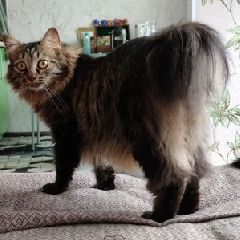� ������������ ������������ ���� � �������� ������� (����)