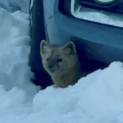 ������������� ���������������� ������ � ��������� (����)