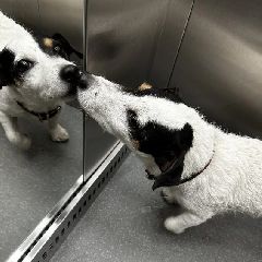 �� �������� ������ ��-���������, ������� �� ����-������-������� (����)